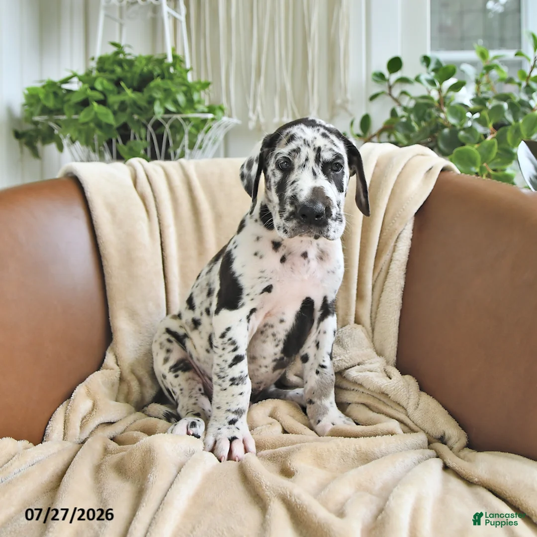 Great Dane dogs for sale: Beau - Ad 2