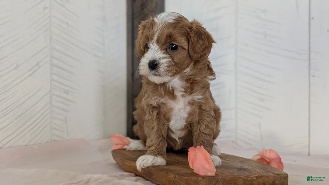 Cavapoo dogs for sale: River - Ad 2