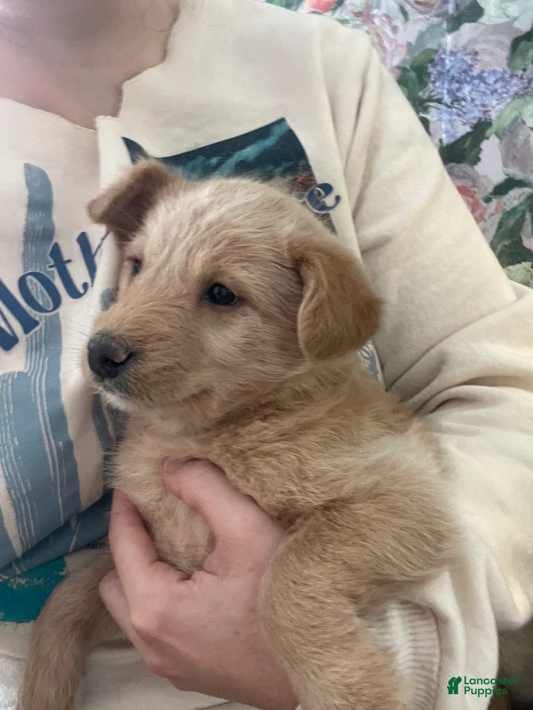 Mixed Breed dogs for sale: Harper Lee - Ad 3