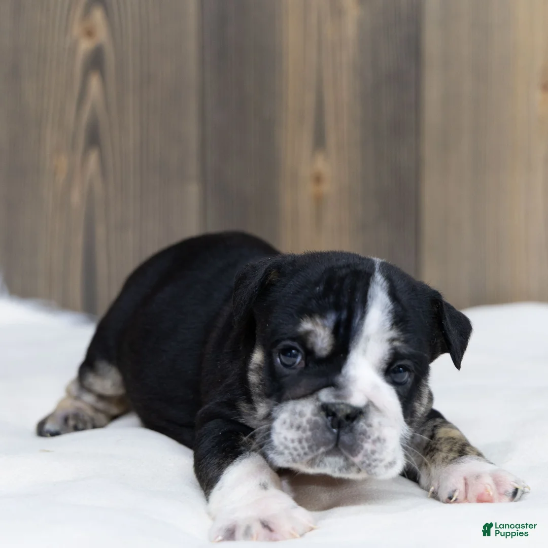 English Bulldog dogs for sale: Raven Jet English Bulldog Puppy  - Ad 2