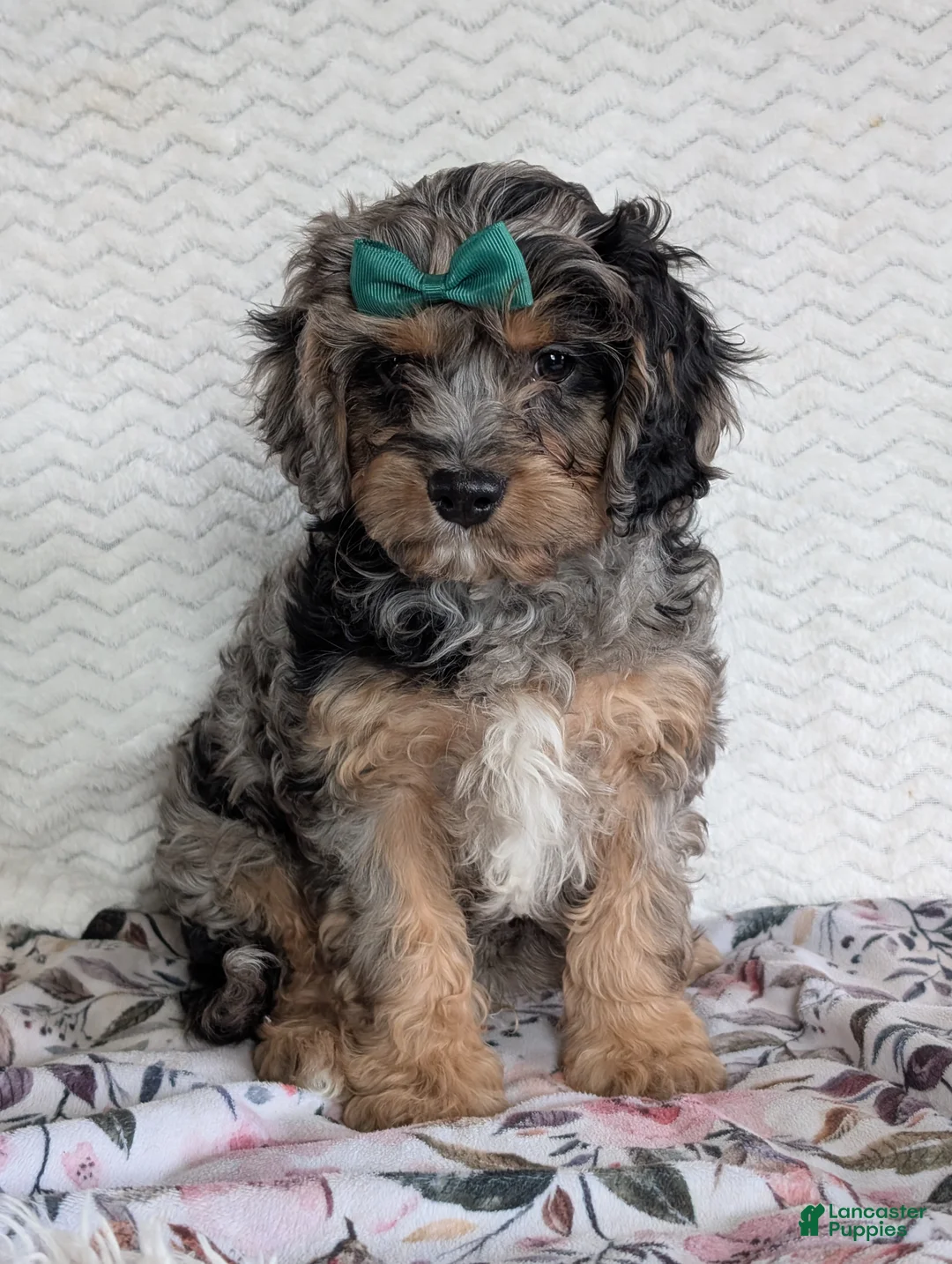 Cavapoo dogs for sale: Bluey - Ad 13