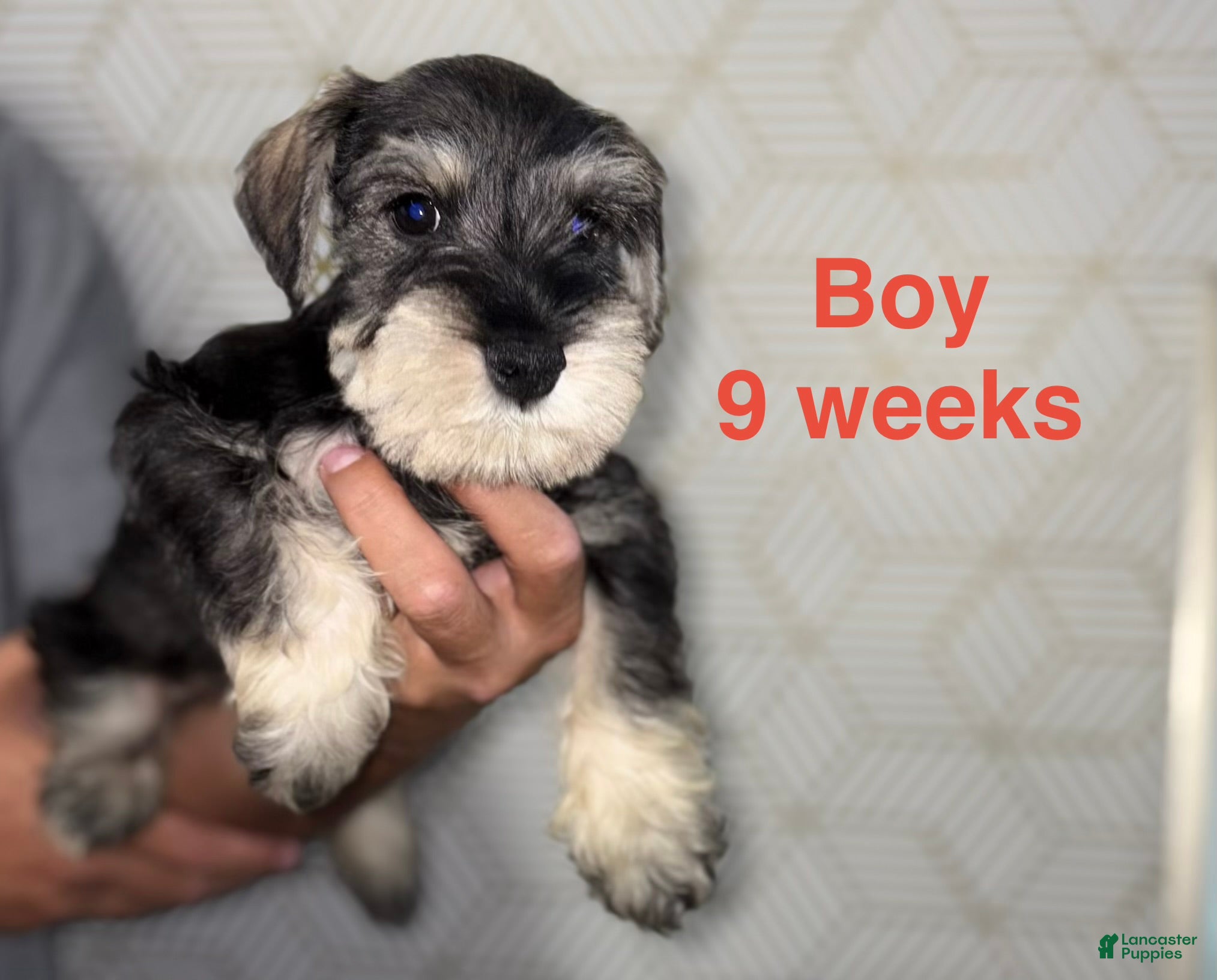 Miniature Schnauzer dogs Miniature Schnauzer 2 - Ad 1