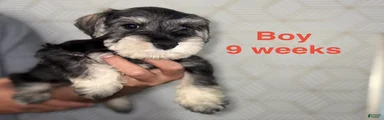 Miniature Schnauzer 2