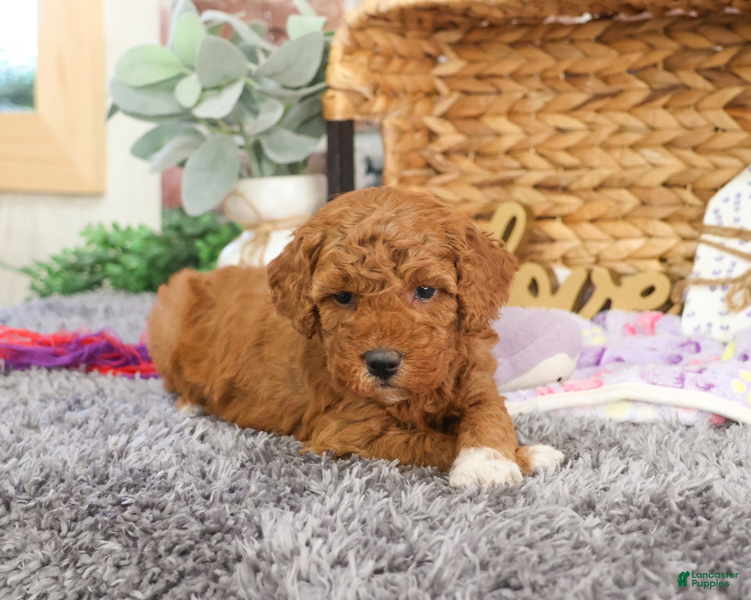 Mini Goldendoodle dogs for sale: Victoria  - Ad 2