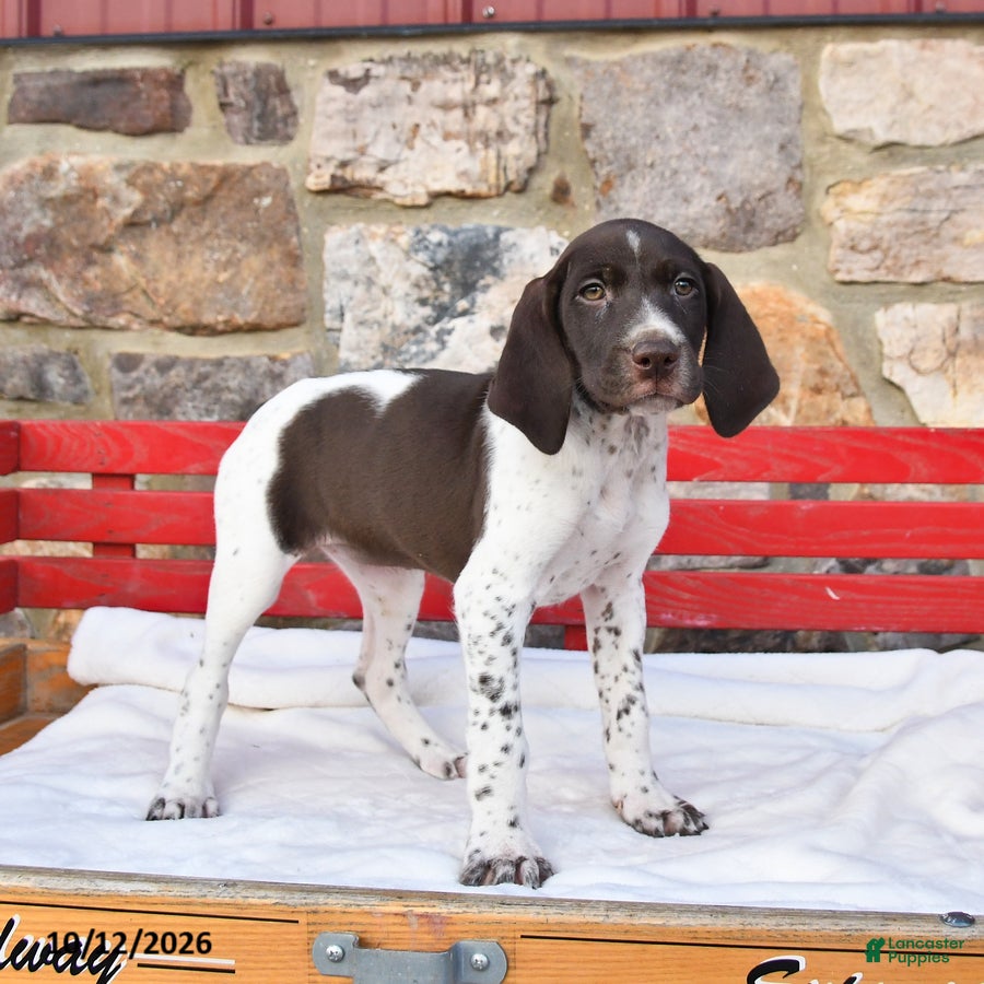 German Shorthaired Pointer dogs for sale: Popcorn - Ad 2