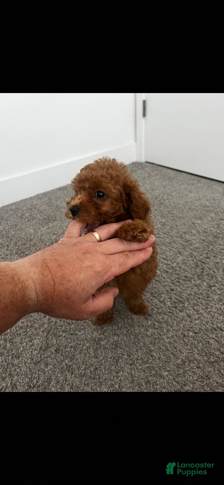Toy Poodle dogs for sale: Toy Poodle Puppy 2 - Ad 2