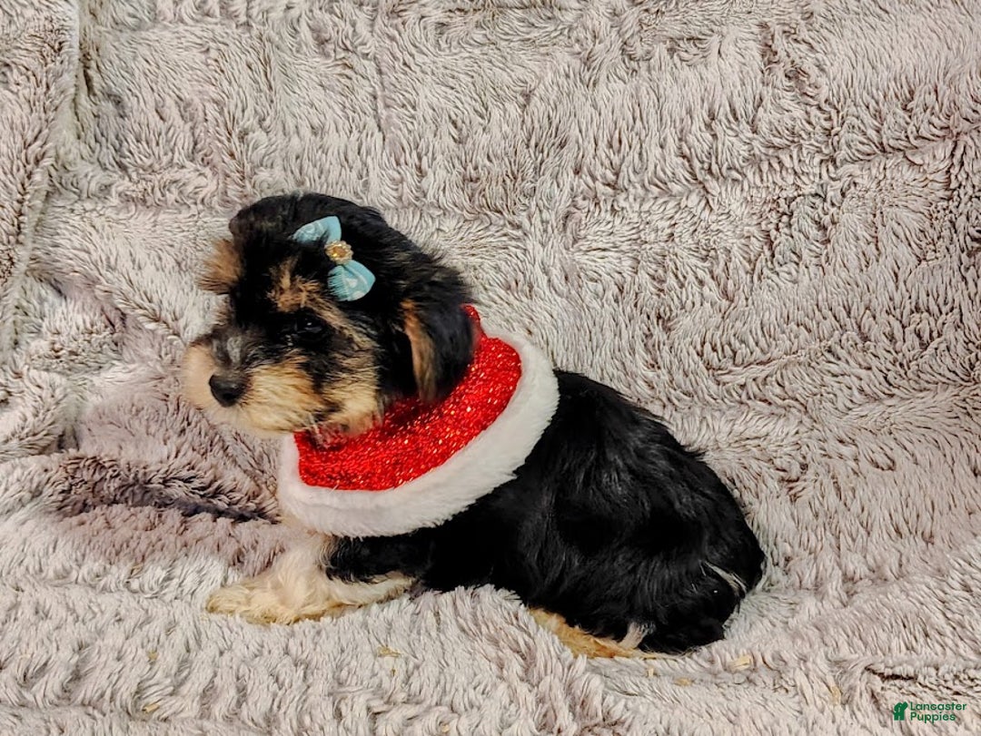 Yorkiepoo dogs for sale: Dandy - Ad 4