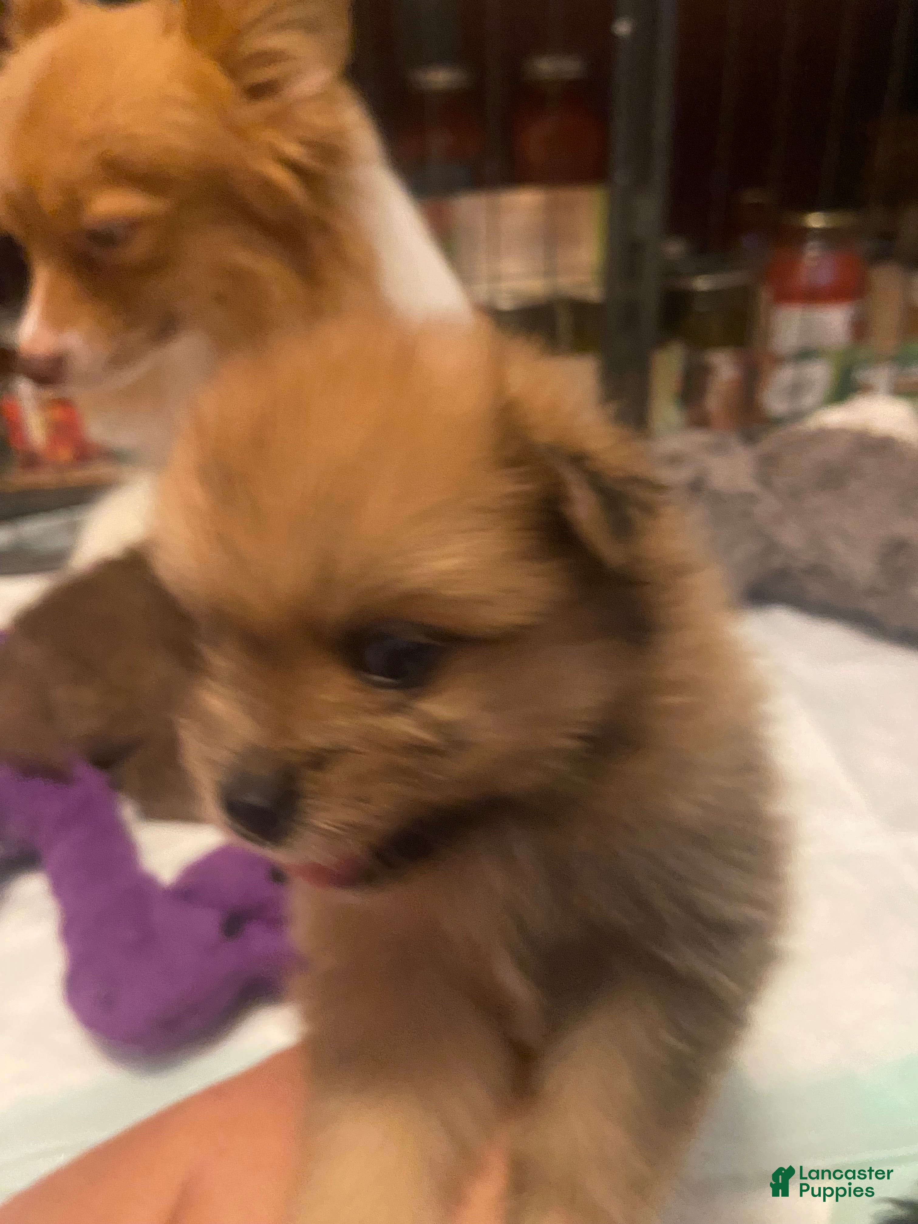 Pomeranian dogs Pomeranian 2 - Ad 26
