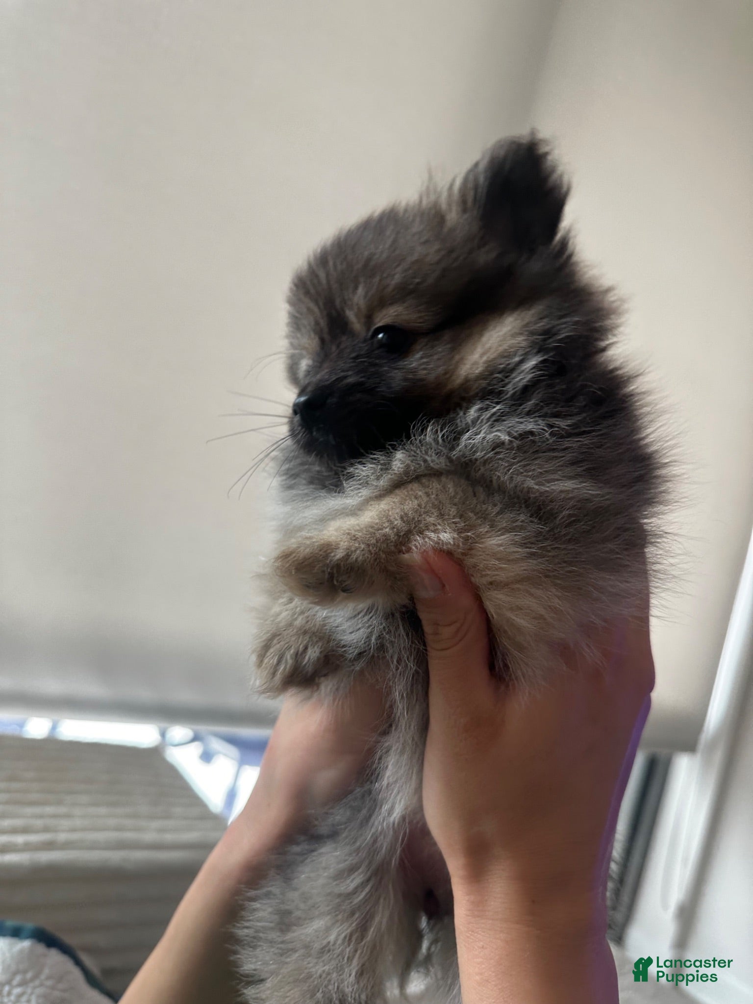 Pomeranian dogs Beyoncé  - Ad 1