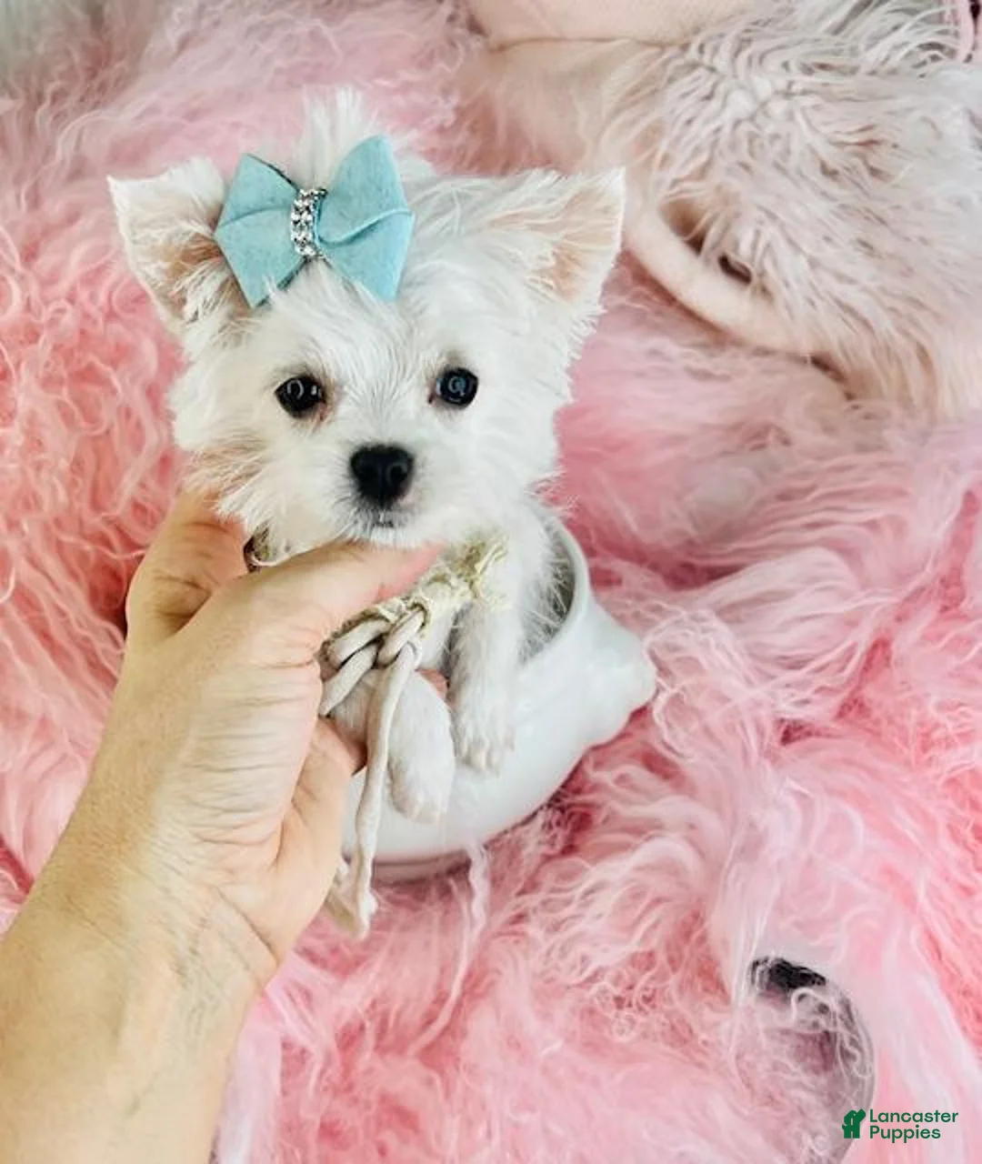 Maltese dogs for sale: Maltese Puppy 1 - Ad 1