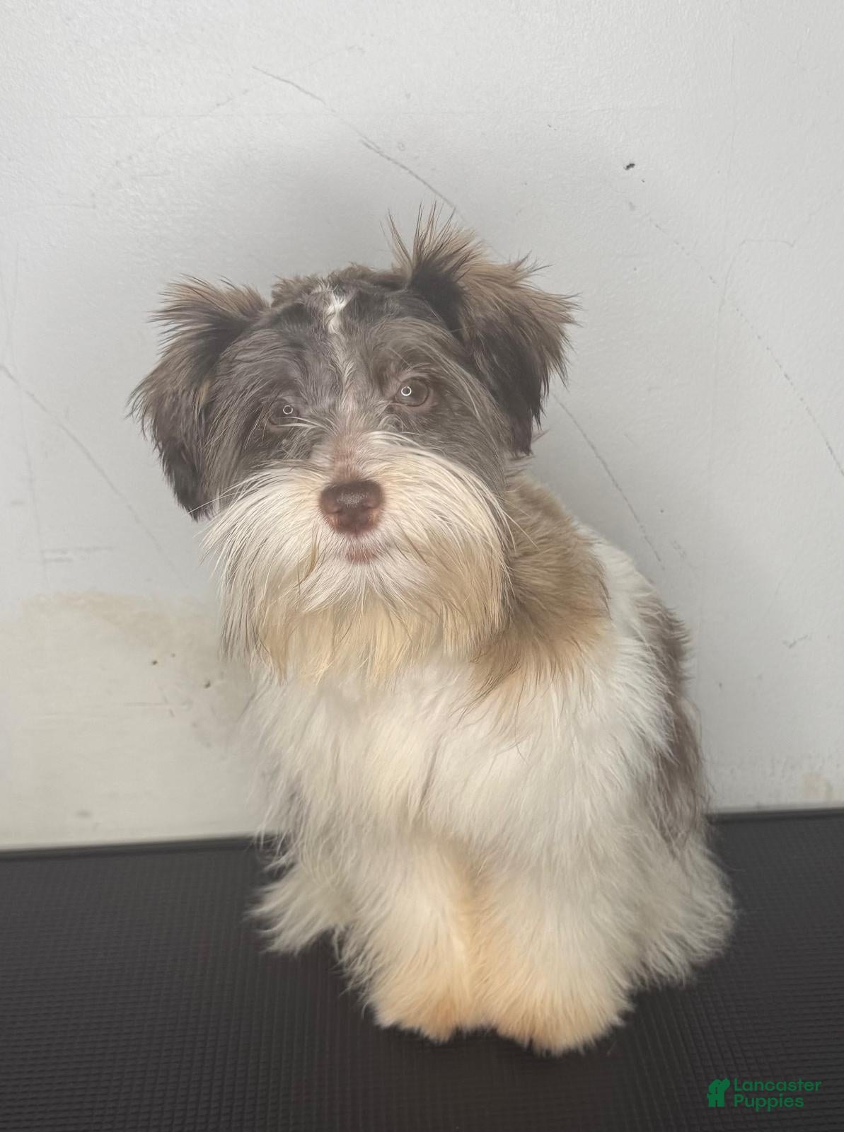Miniature Schnauzer dogs for sale: Tiana  - Ad 2