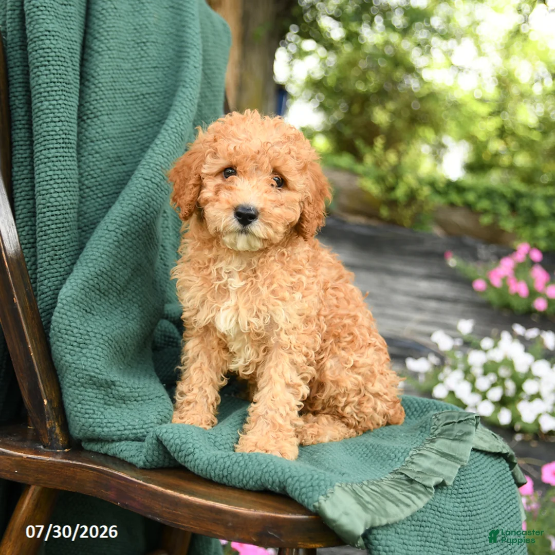 Miniature Poodle dogs for sale: Buddy - Ad 3