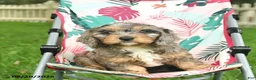 Doxiepoo dogs for sale: Joseph - Ad 1