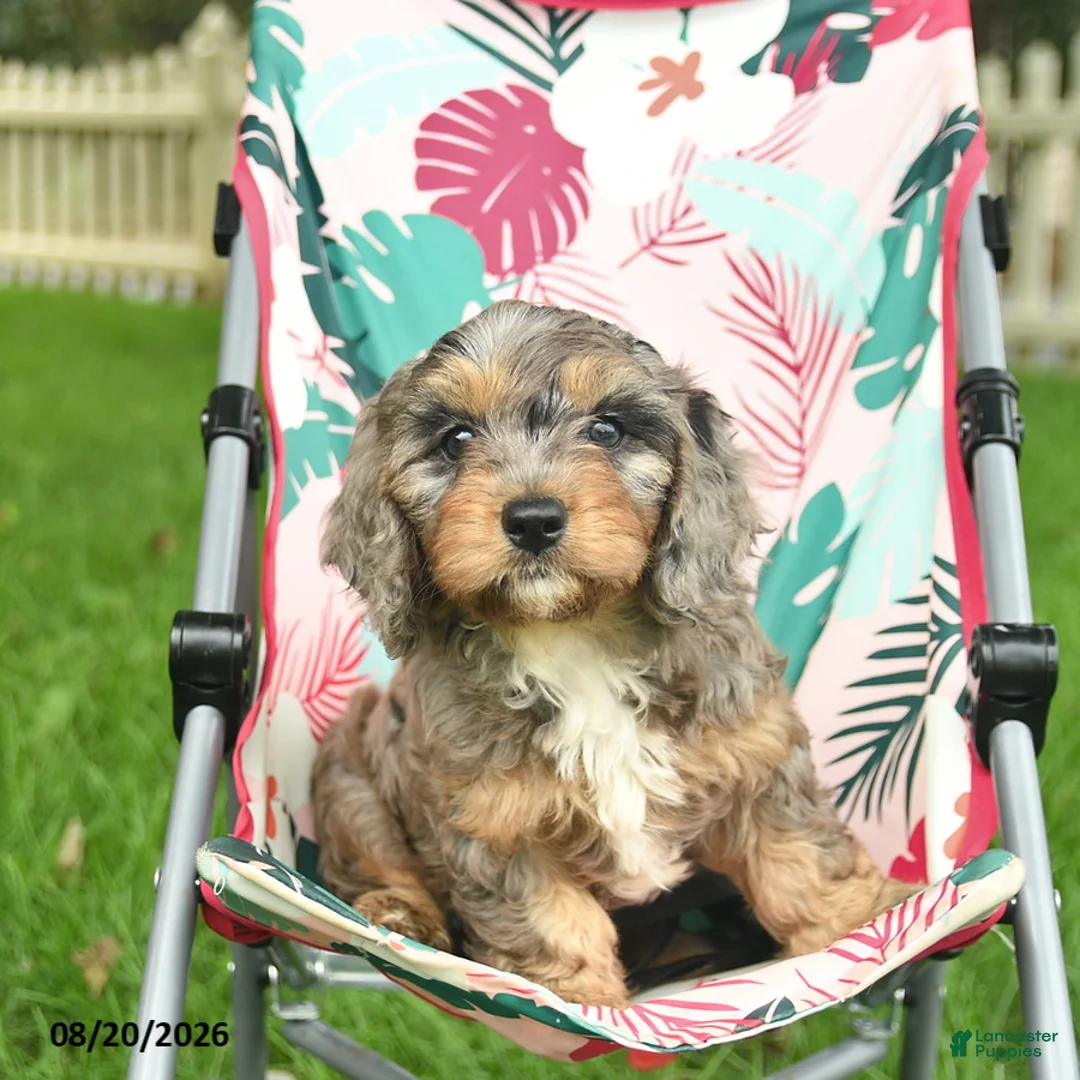Doxiepoo dogs for sale: Joseph - Ad 1