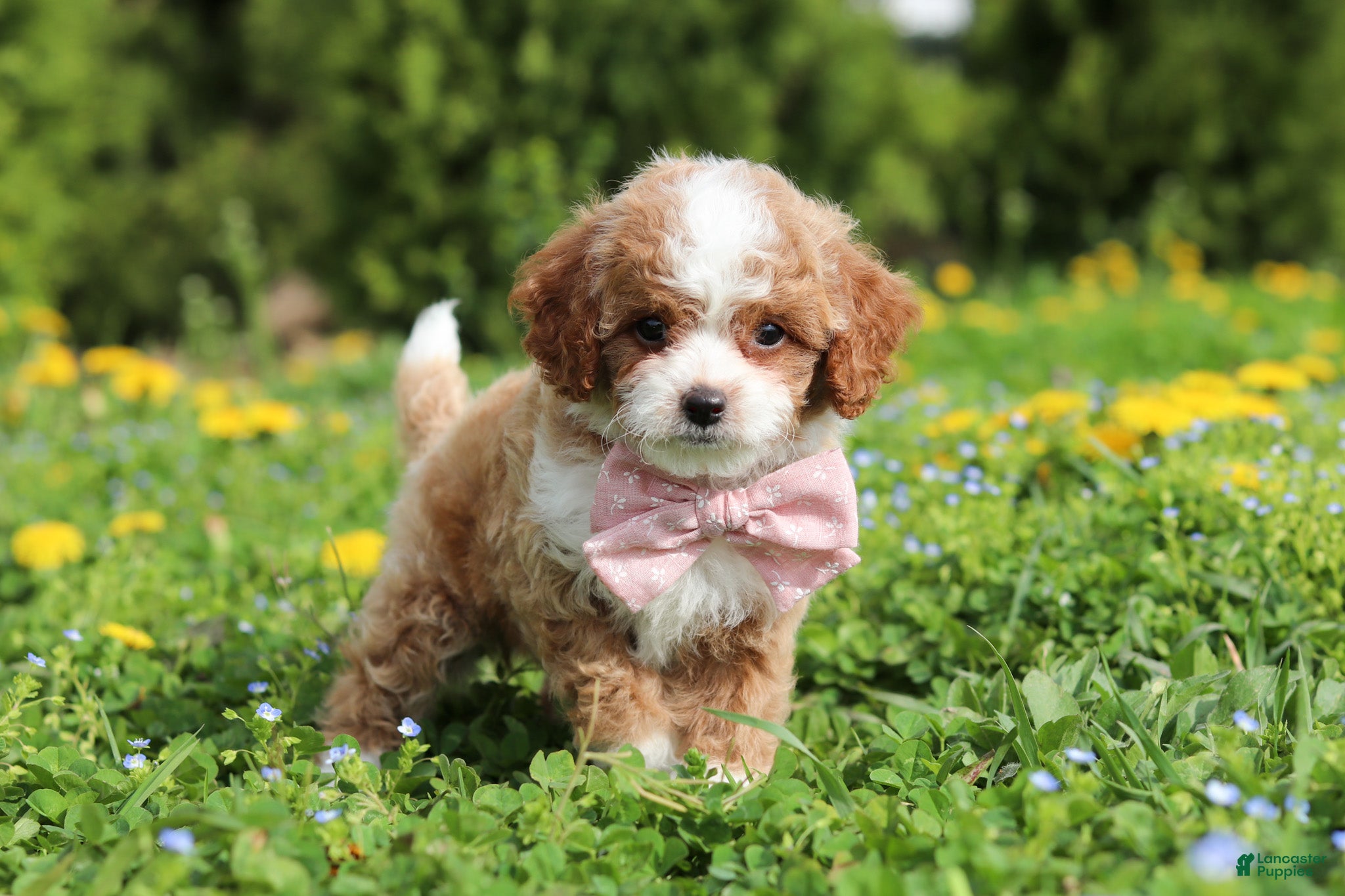 Cavapoo dogs Bambi - Ad 2