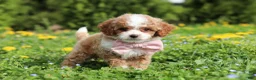 Cavapoo dogs for sale: Bambi - Ad 2