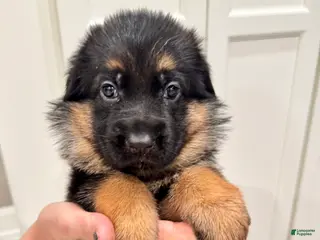 German Shepherd dogs German Shepherd Puppy 3 - Ad 19