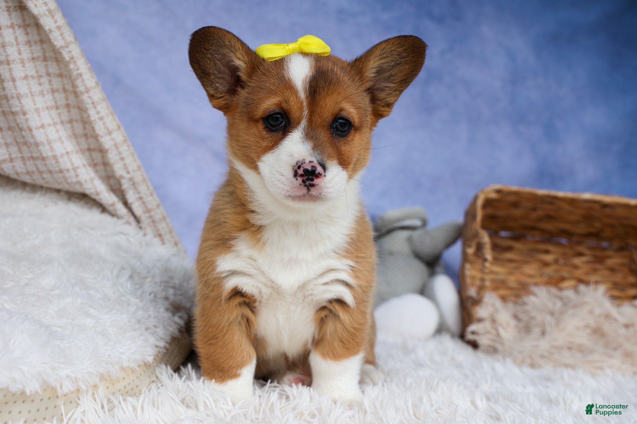 Welsh Corgi Pembroke dogs 🐾 MEET WILLA ROSE 🐶❤️ - Ad 1