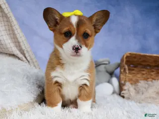Welsh Corgi Pembroke dogs for sale: 🐾 MEET WILLA ROSE 🐶❤️ - Ad 3