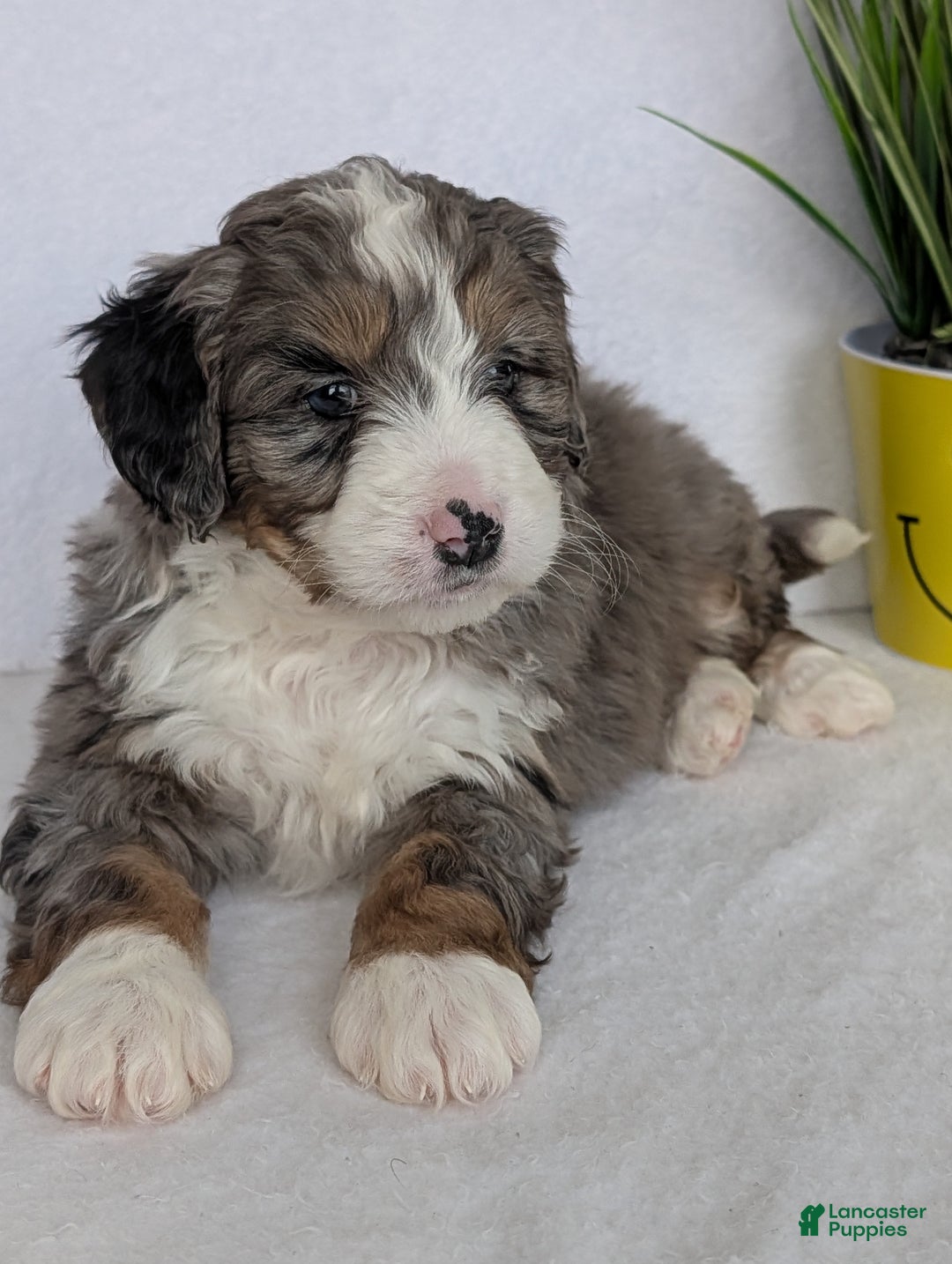 Mini Bernedoodle dogs for sale: Mini Bluey - Ad 12