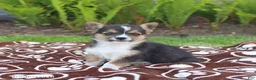 Miniature Australian Shepherd dogs for sale: Sidney - Ad 4