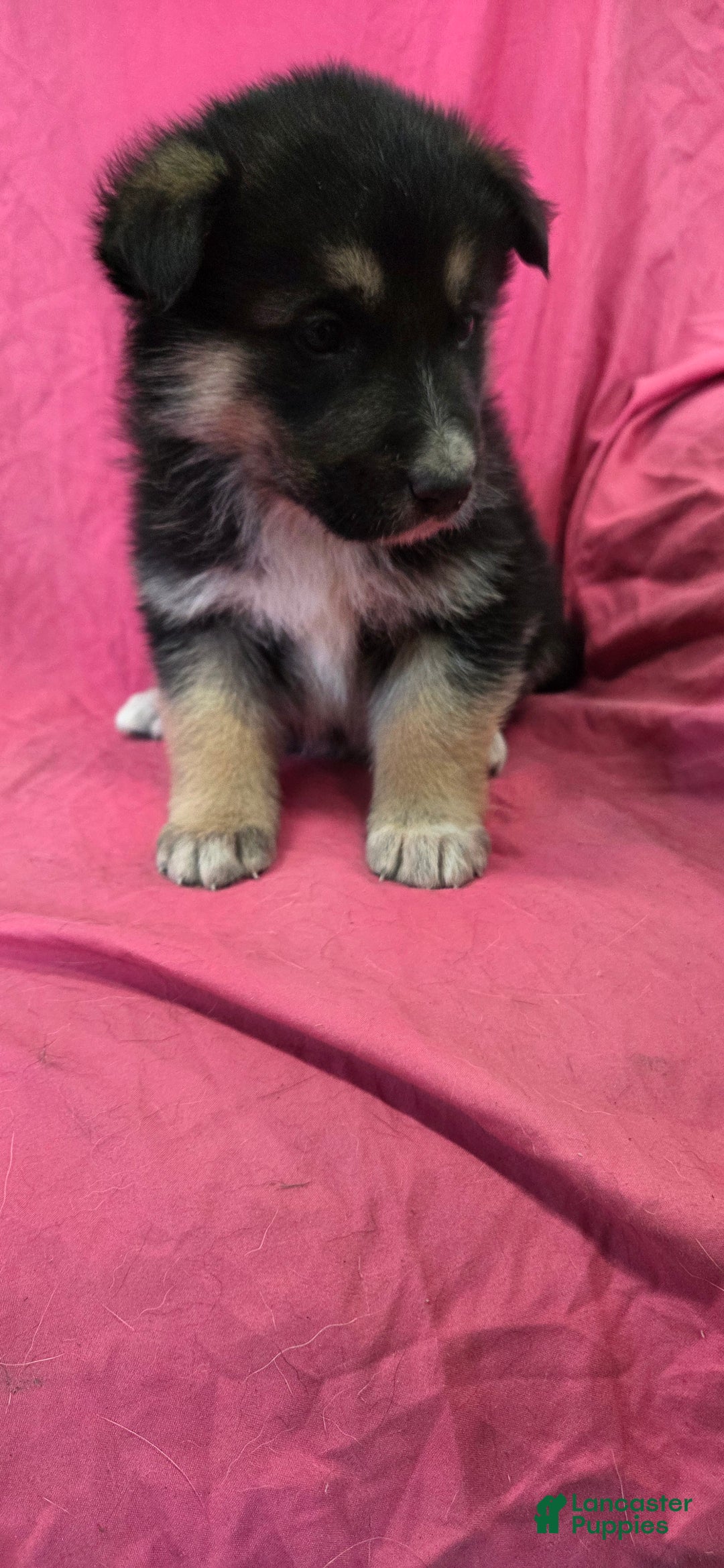 Mixed Breed dogs for sale: Jordan - Ad 2