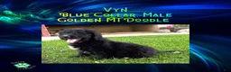 Mixed Breed dogs for sale: ⭐ Vyn — Blue Collar • Male Golden Mt Doodle - Ad 3