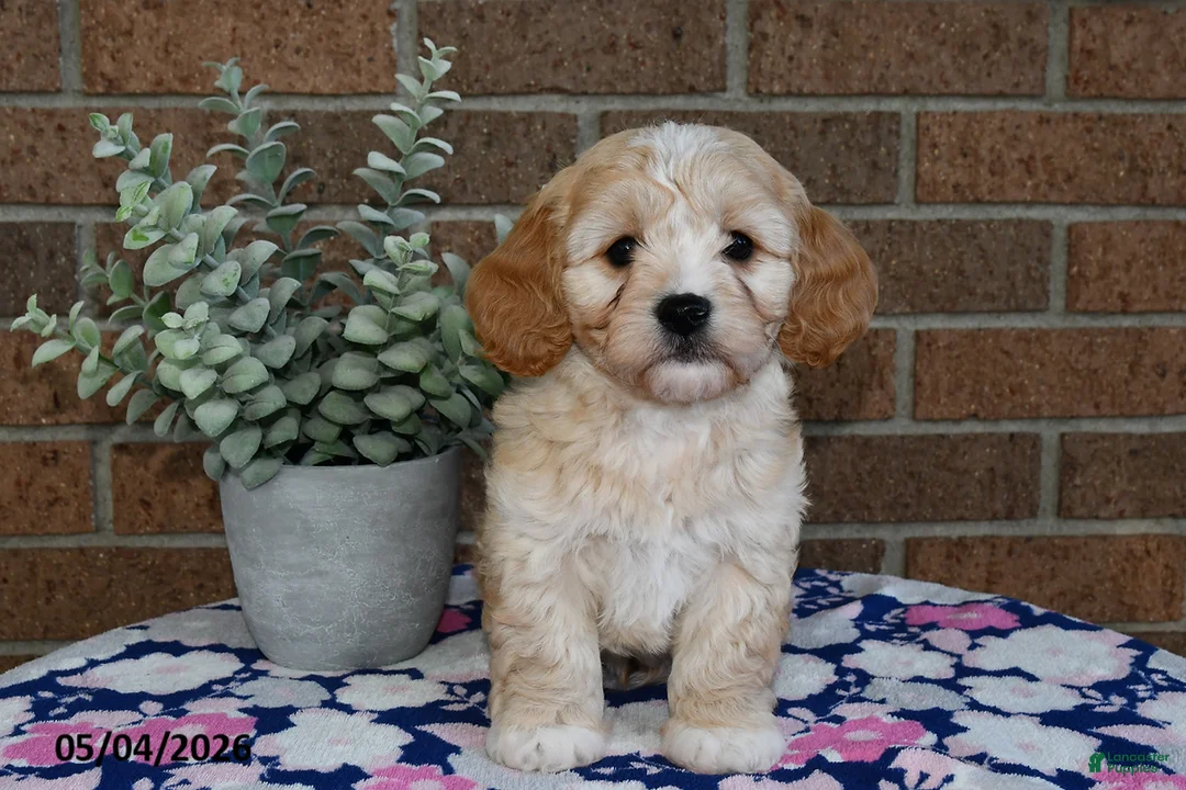 Cavachon dogs for sale: Eddie - Ad 1