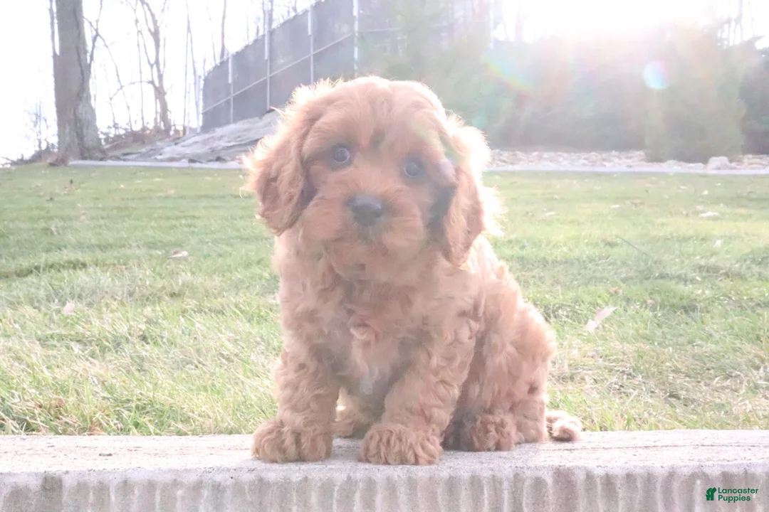 Cavapoo dogs for sale: Cooper - Ad 2