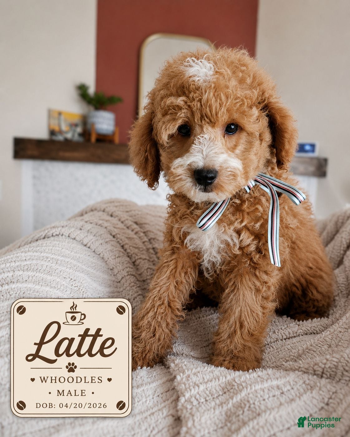 Mixed Breed dogs Latte – F1B Whoodle Male 🤍☕ - Ad 1