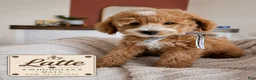 Mixed Breed dogs for sale: Latte – F1B Whoodle Male 🤍☕ - Ad 1