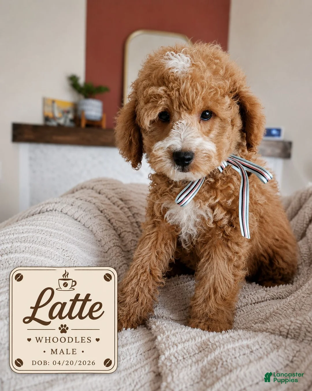 Mixed Breed dogs for sale: Latte – F1B Whoodle Male 🤍☕ - Ad 1