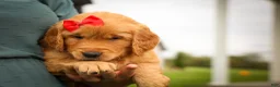 Golden Retriever dogs for sale: Hunter💙 - Ad 4