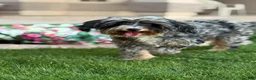 Mixed Breed dogs for sale: The Queen Sandra - Ad 5