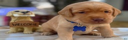 Labrador Retriever dogs for sale: Labrador Retriever Puppy 1 - Ad 19