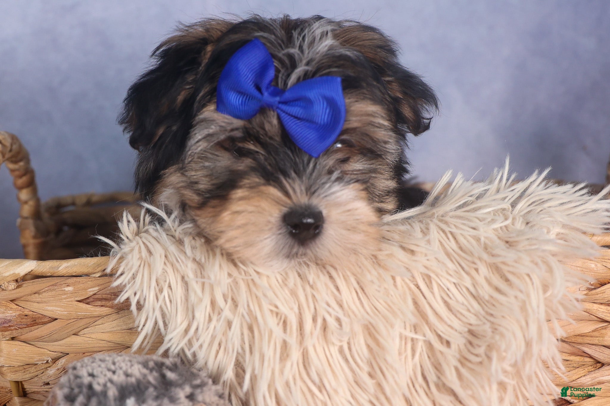 Morkie dogs Newton - Ad 2