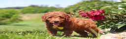 Mini Goldendoodle dogs for sale: Chase - Ad 5