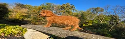 Cavapoo dogs for sale: Kyle - Ad 7