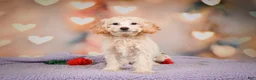Cavapoo dogs for sale: Parker - Ad 11
