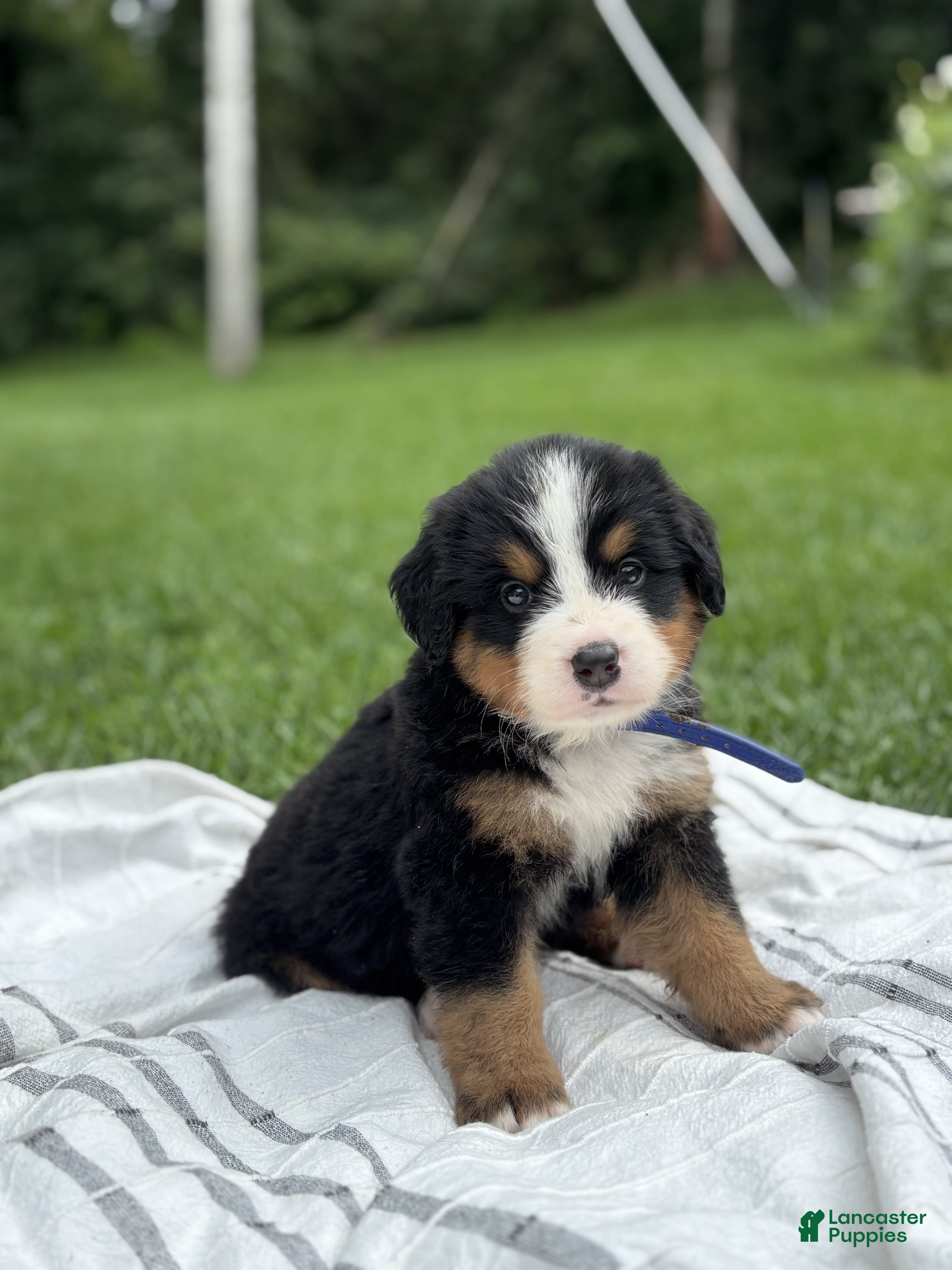 Bernese Mountain Dog dogs Boss - Ad 1