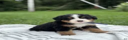 Bernese Mountain Dog dogs for sale: Boss - Ad 1