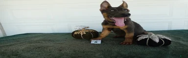 German Shepherd 4 Nala