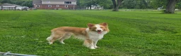 Border Collie dogs for stud: Gold/White ABCA & AKC Registered Stud - Ad 2