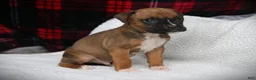 Boxer dogs for sale: Flip - Ad 5