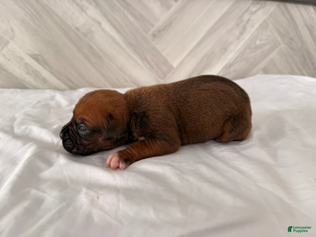 Boxer dogs for sale: Callie - Ad 2