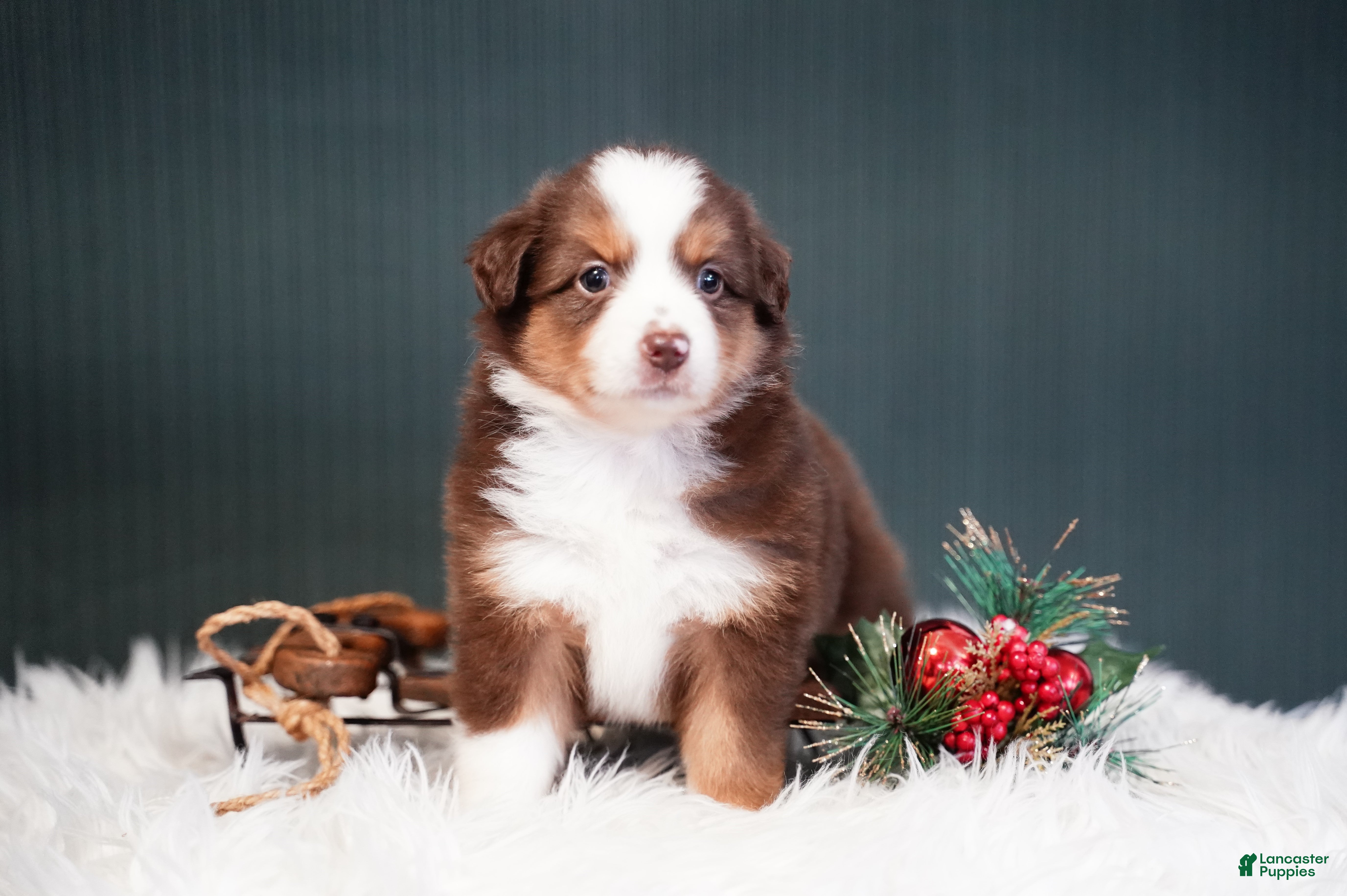 Miniature Australian Shepherd dogs Daisy - Ad 6
