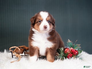 Miniature Australian Shepherd dogs Daisy - Ad 3