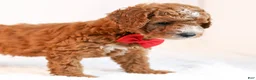 Mini Goldendoodle dogs for sale: Kobe - Ad 5