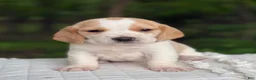 Beagle dogs for sale: Ava - Ad 6