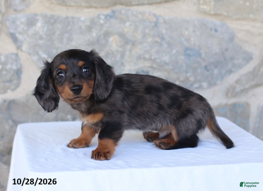 Dachshund dogs for sale: Evan - Ad 2